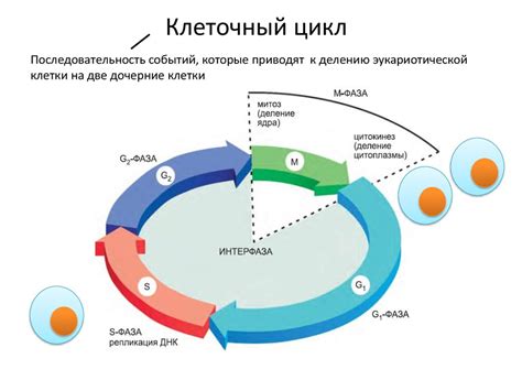 Главная контрольная точка: обновление ДНК и рост клетки