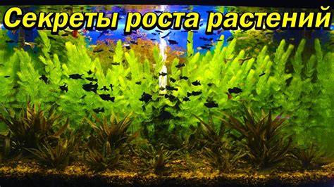 Главные правила и рекомендации по обеспечению хорошего роста аквариумных растений