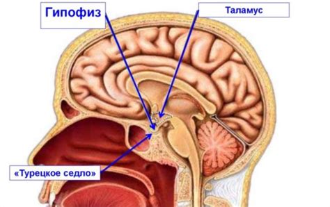 Главные преимущества турецкого седла открытого типа