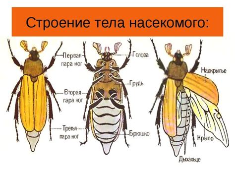 Главные признаки завяленности