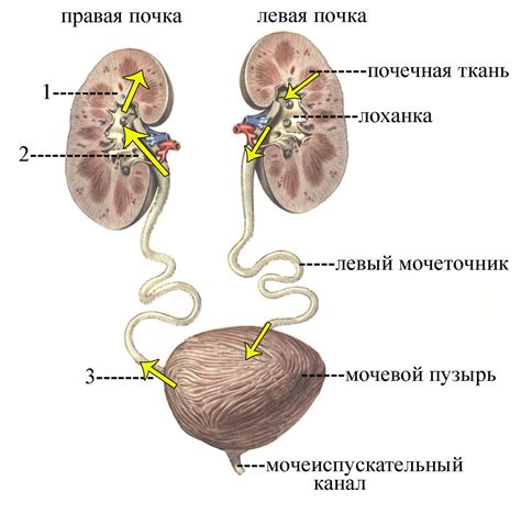 Главные функции мочевыделительной системы