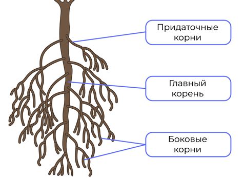 Главный корень в биологии 6 класс