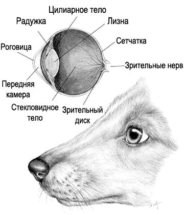 Глаза собаки: особенности и проблемы