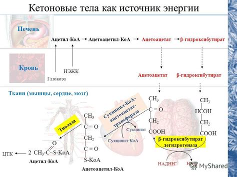 Глюкоза и мышцы: источник энергии и сила