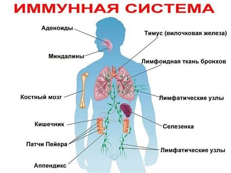 Глютамин в иммунной системе