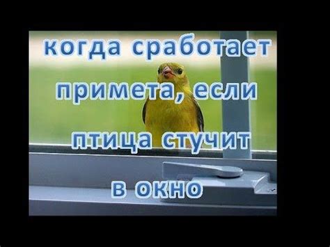 Голубь стучит в окно примета: