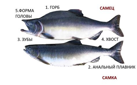 Горбуша: самка и самец - отличия и методы определения