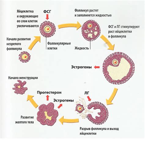 Гормональная терапия для снижения количества фолликулов в яичниках