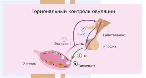 Гормональные изменения и их влияние на прозрачность легочной ткани