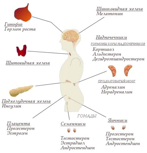 Гормональный фон после ЭКО