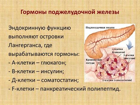 Гормоны и ферменты