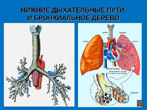 Гортань: роль в дыхательном процессе