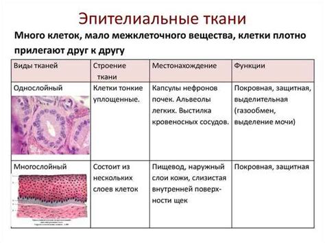 Границы аномального эпителия: понятие и особенности