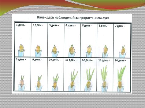 Группировка растений по срокам созревания