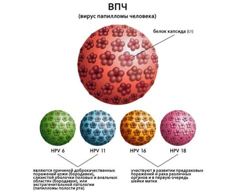 ДНК ВПЧ 52: что это такое?