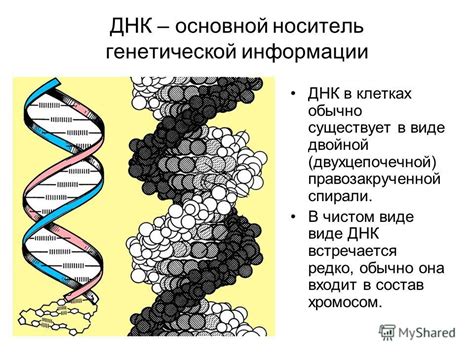 ДНК - основной строительный элемент хромосом