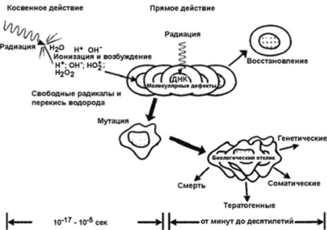 Действие тройчатки на организм