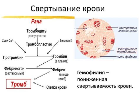 Действия, происходящие при попивании крови