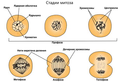 Деление клеток: активное размножение