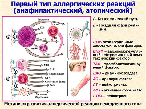 Диагностика аллергической реакции