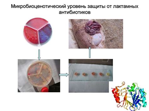 Диагностика бактериальных инфекций: