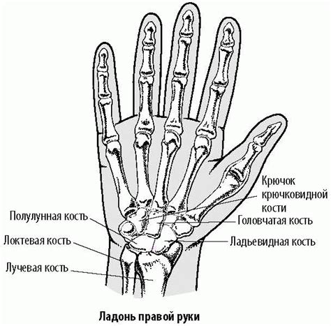 Диагностика выступания кости на запястье руки