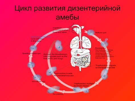 Диагностика дизентерийной амебы, малярийного плазмодия и лямблий