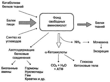 Диагностика избытка аминокислот в организме