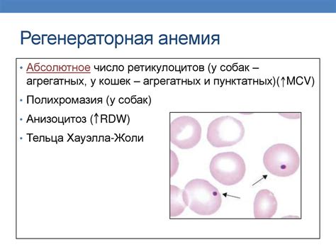 Диагностика повышенных ретикулоцитов у женщины