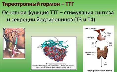 Диагностирование и лечение пониженного ТТГ у женщин