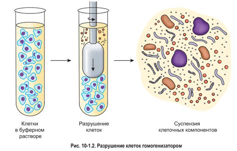 Диагностирование увеличения плазматических клеток и основные методы лечения