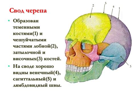 Диагностическое значение формы черепа в детской медицине