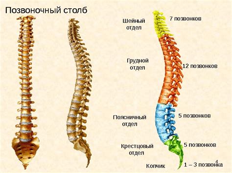 Дисфункция позвоночника: симптомы, причины, методы лечения