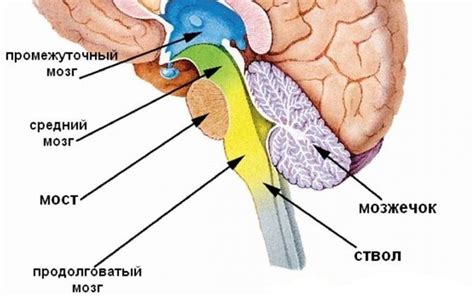 Дисфункция стволовых клеток головного мозга