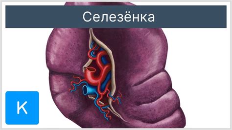 Добавочная долька в селезенке: особенности анатомии