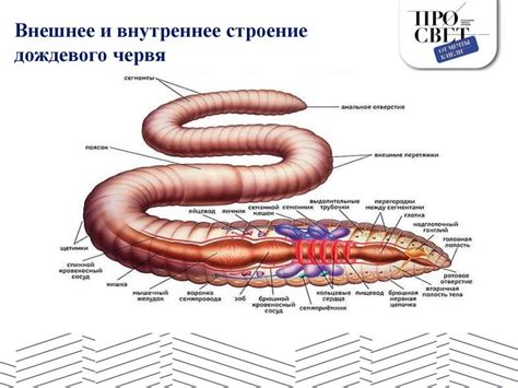 Дождевой червь: роль и значение