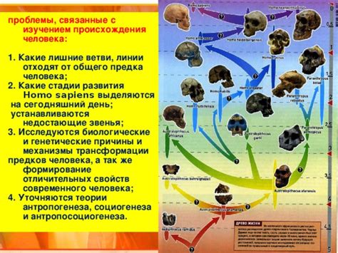 Доказательства происхождения человека от общего предка с лемурами