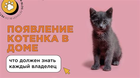 Домашний уход за пуповиной котенка