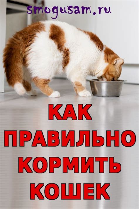 Домашняя еда для кошек: