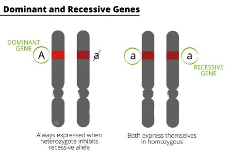 Доминантные и рецессивные гены