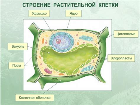 Дополнительные детали для модели растительной клетки