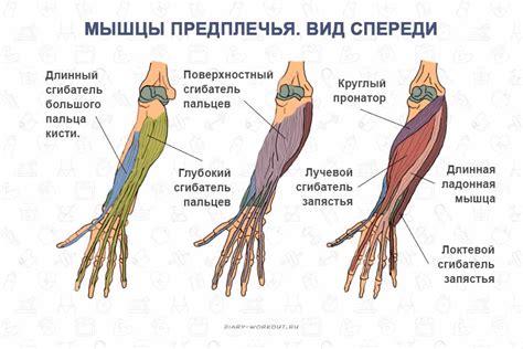 Дополнительные факторы, влияющие на развитие двух пальцев на сгибе локтя