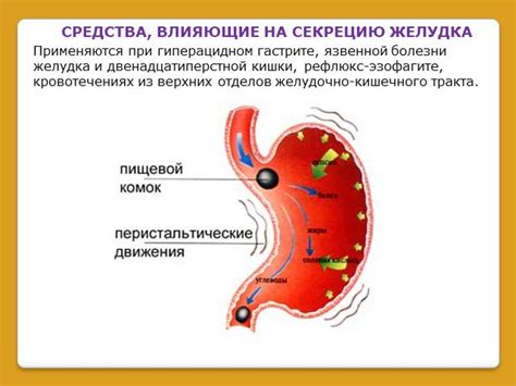 Другие факторы, влияющие на пищеварение