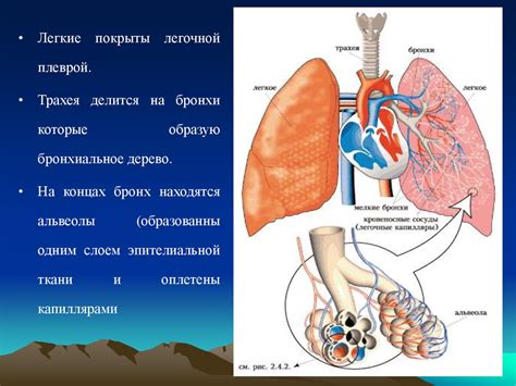 Дыхательная система и обмен газами