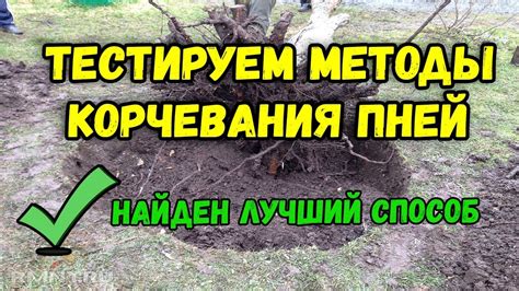 Естественные способы вытравливания пней