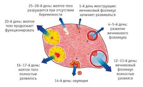 Желтое тело: понятие и значение