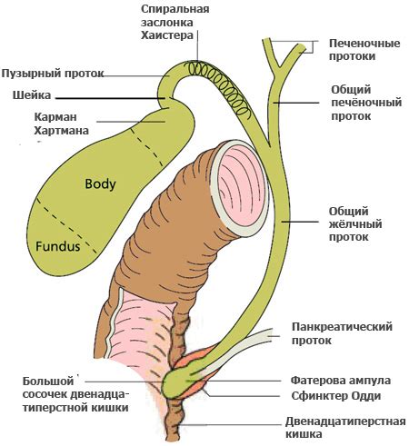 Желчные инфекции