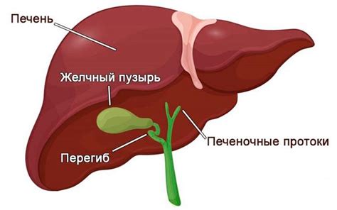 Желчный пузырь – хранилище желчи