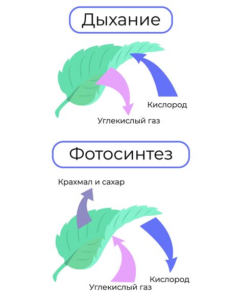 Жизненные процессы растений: фотосинтез, дыхание, обмен веществ