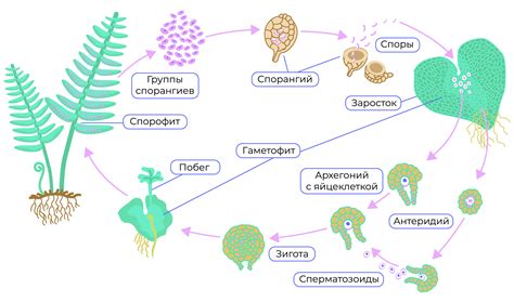 Жизненный цикл ласточки